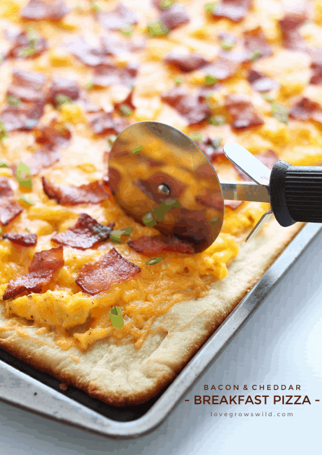 Bacon and Cheddar Breakfast Pizza being sliced with a pizza slicer on a baking sheet. 