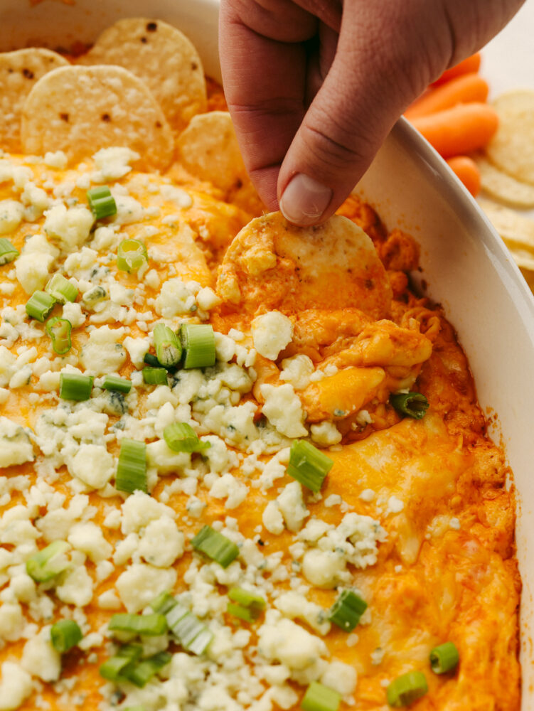 A close up of a tortilla chip scooping out buffalo chicken dip. 