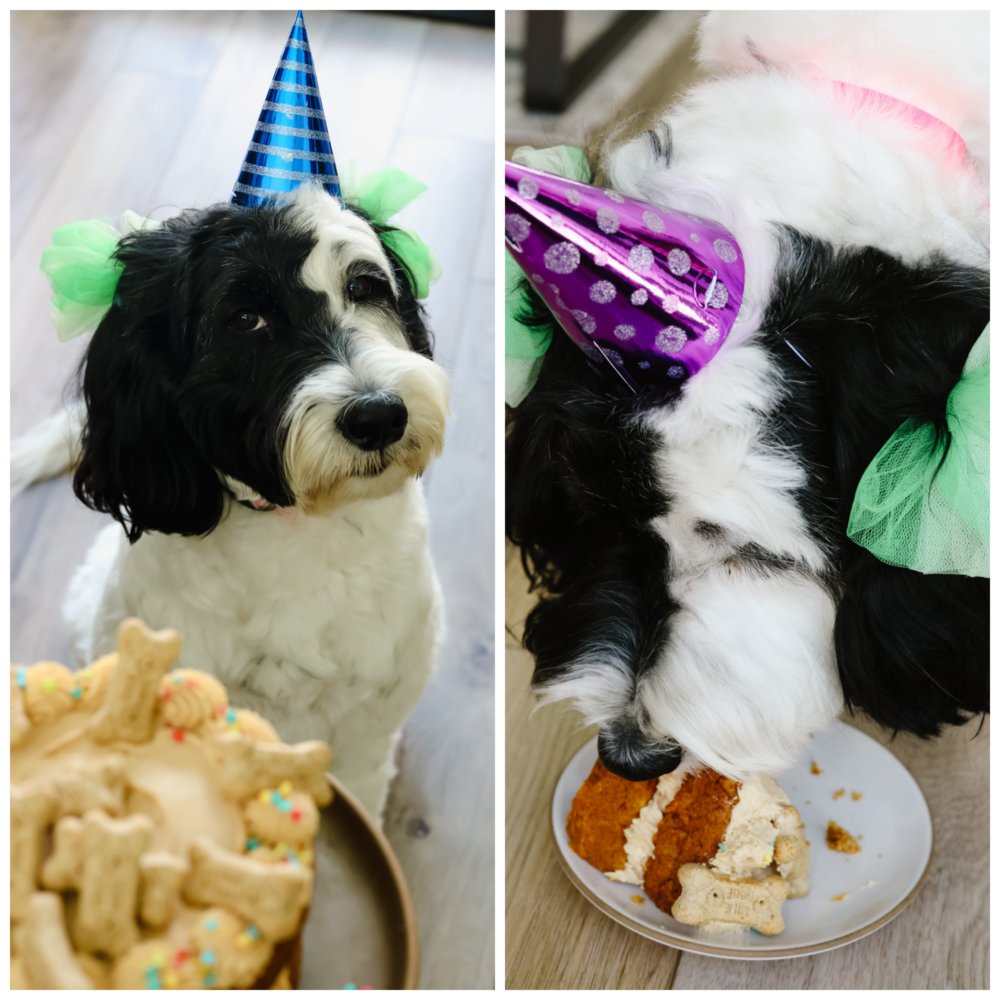 2 photos of serving cake to a black and white dog wearing a party hat.