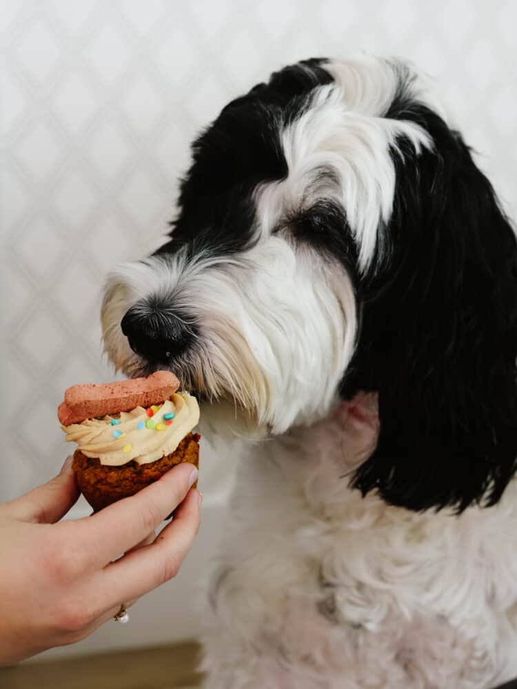 Nahaufnahme eines schwarz-weißen portugiesischen Wasserhundes, der einen Pupcake isst.
