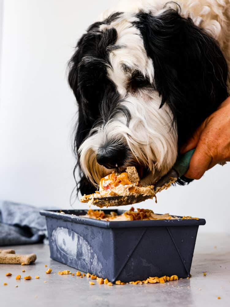 Black and white dog scooping and eating frozen dog treats.