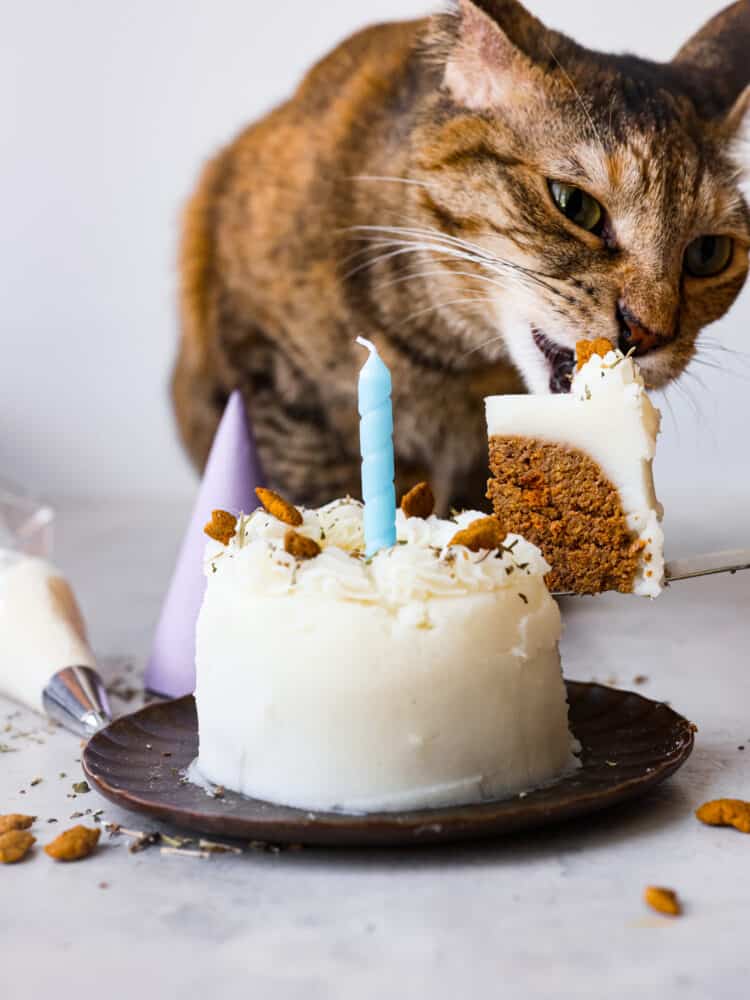 Serving a slice of cat birthday cake. There is a calico cat in the background.