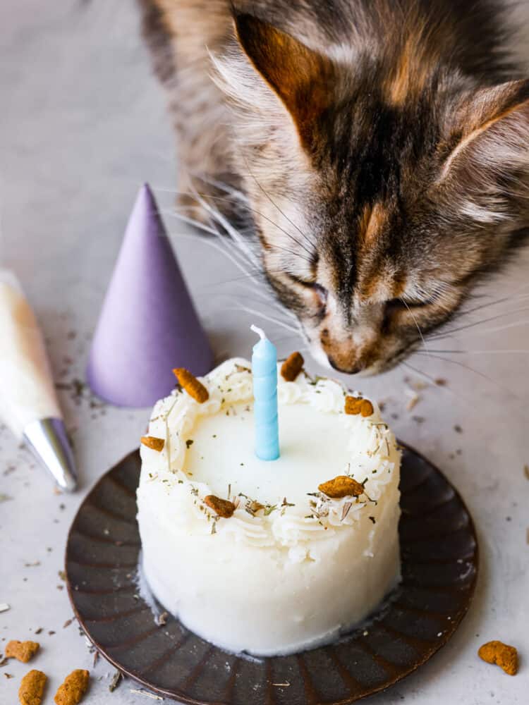A cat birthday cake with a blue candle in it. There is a calico cat in the background.