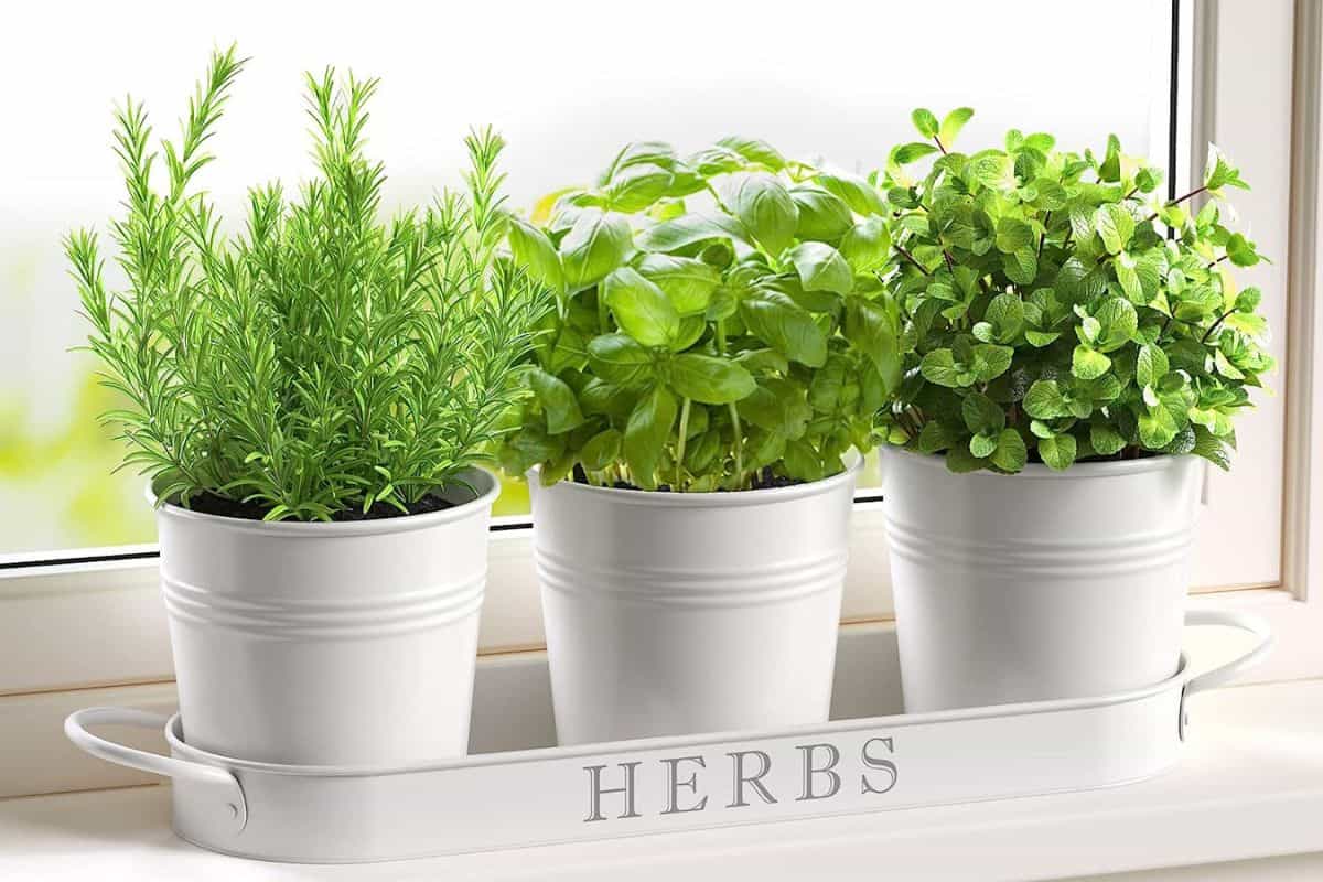 Best kitchen gifts: Barnyard Designs Herb Garden 
