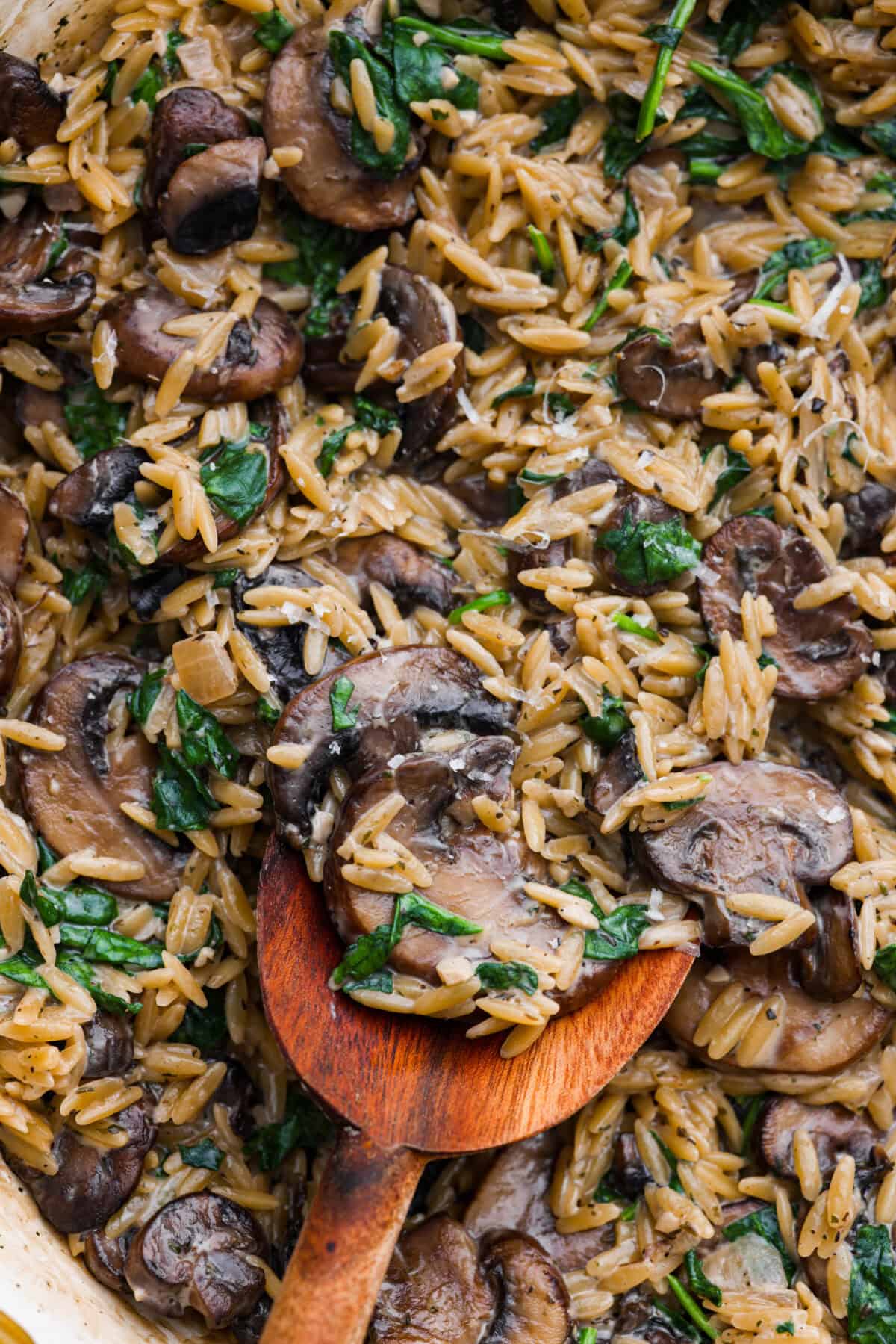 Close up shot of mushroom orzo.